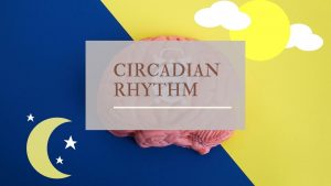 Read more about the article Circadian Rhythm